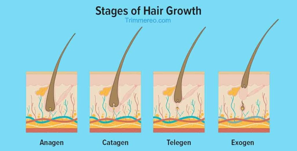 Stages-Hair-Growth