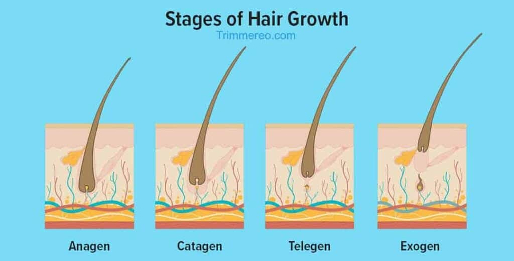 Does Shaving Help Beard Growth: Myths and Facts