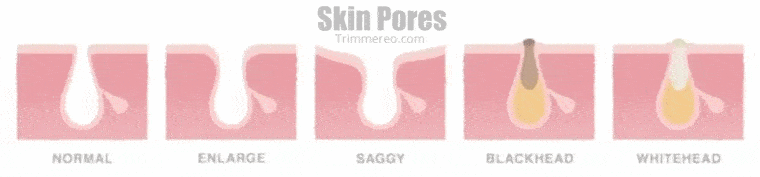 skin pores