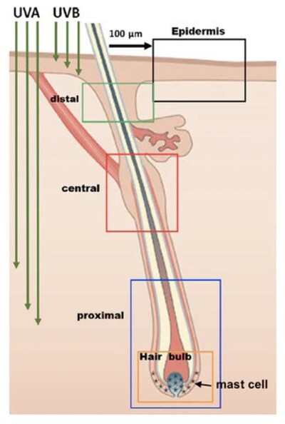 Damage-to-hair-follicles