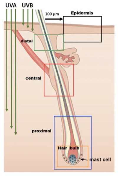 Damage-to-hair-follicles